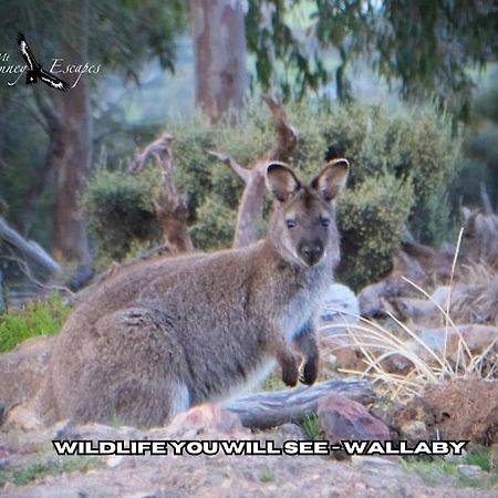 Mount Rumney Escapes - 5 Seaview Kangaroo House Εξωτερικό φωτογραφία