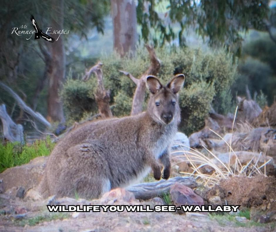 Mount Rumney Escapes - 5 Seaview Kangaroo House Εξωτερικό φωτογραφία